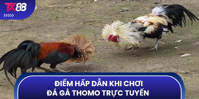 Điểm hấp dẫn khi chơi đá gà Thomo trực tuyến  