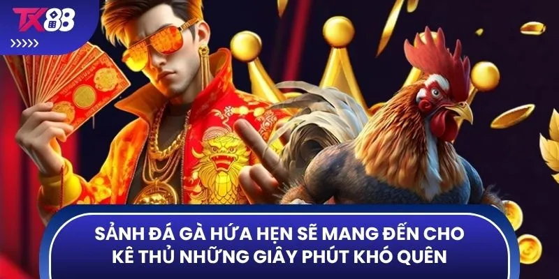 Sảnh đá gà hứa hẹn sẽ mang đến cho kê thủ những giây phút khó quên
